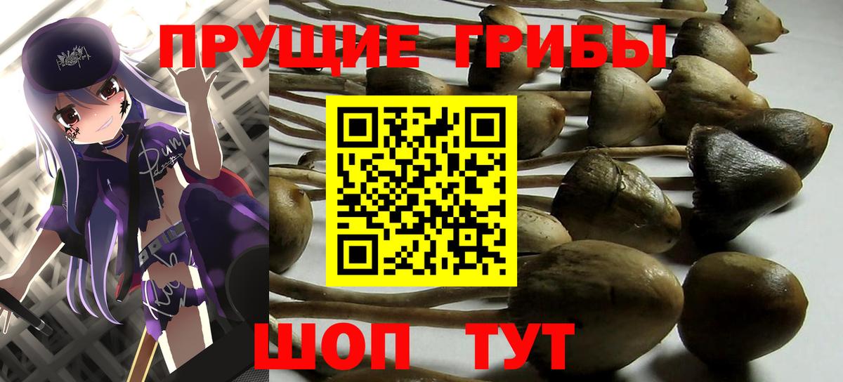 купить  сайты  Вход с VPN  Балашиха  Псилоцибиновые грибы Psilocybe 